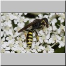 Ectemnius lituratus - Grabwespe m03d - OS-Wallenhorst-Tongrube det.jpg